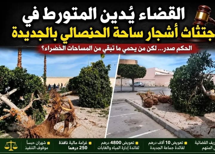 The judiciary convicts the person involved in the cutting down of trees at Al Hansali Square in El Jadida.